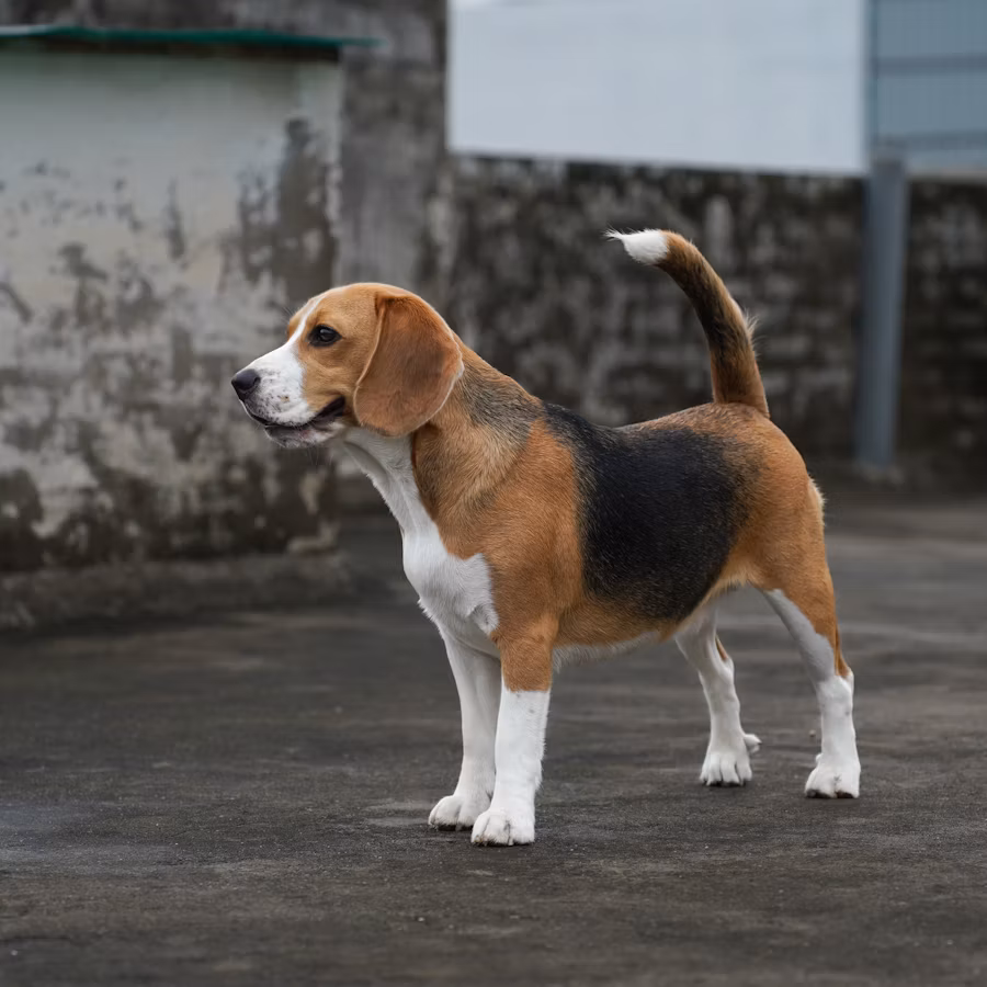 Pet rehoming tools on Pets Home app