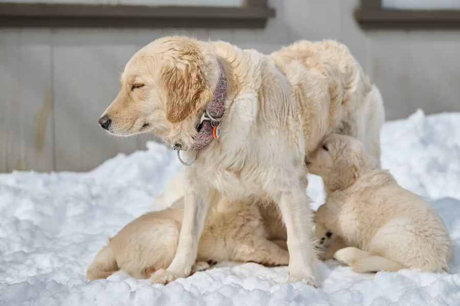 Pet adoption counseling session