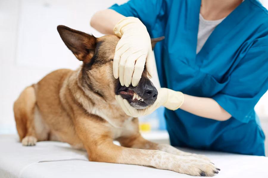 Pet health check veterinary examination