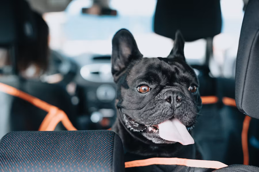 Pet alerts on Pets Home app