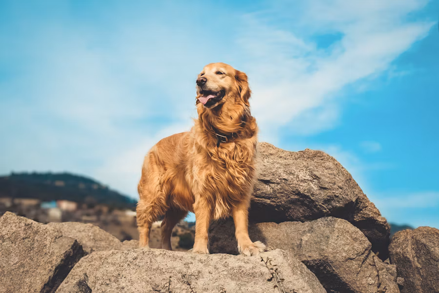 Pets Home app search features