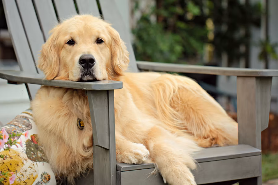 Golden Retriever adoption success story