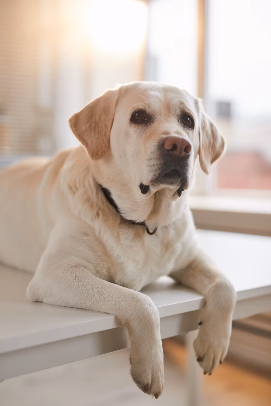 Pets Home in-app messaging